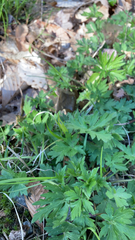 Geranium sibiricum