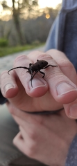 Herophila tristis
