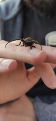 Herophila tristis