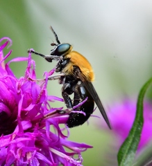 Pterallastes thoracicus