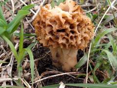 Morchella esculenta