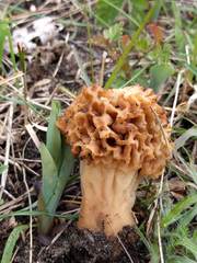 Morchella esculenta
