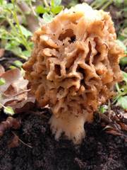 Morchella esculenta