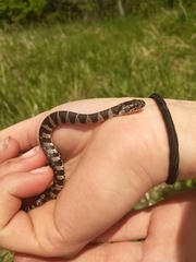 Nerodia sipedon sipedon