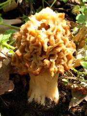 Morchella esculenta