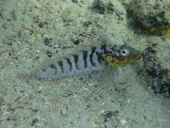 Gobioclinus dendriticus