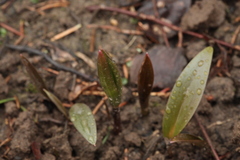 Fritillaria maximowiczii