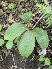 Veratrum parviflorum
