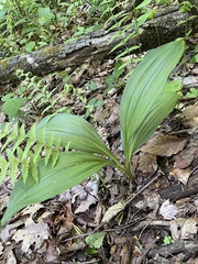 Veratrum parviflorum