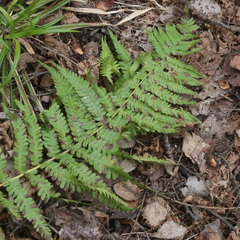Dryopteris filix-mas