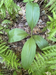 Veratrum parviflorum