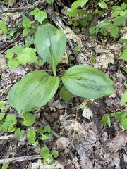 Veratrum parviflorum