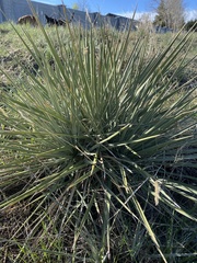 Yucca glauca