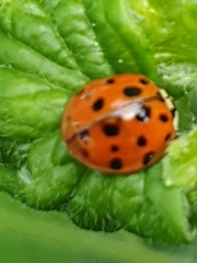 Harmonia axyridis
