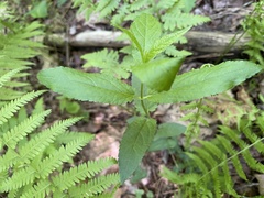 Stachys latidens