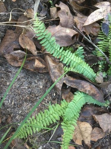 Asplenium platyneuron image