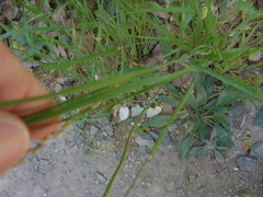 Meliceae