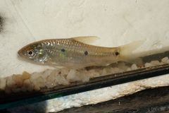 Enteromius trimaculatus