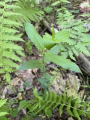 Stachys latidens