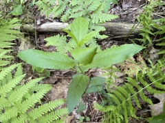 Stachys latidens