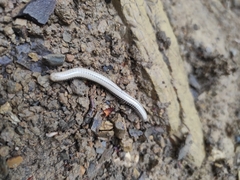 Pachyiulus krivolutskyi