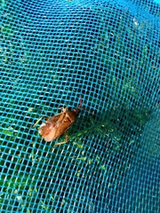 Gonocerus acuteangulatus