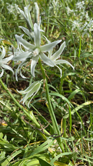 Ornithogalum nutans