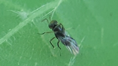 Isodromus