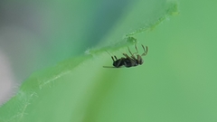 Isodromus