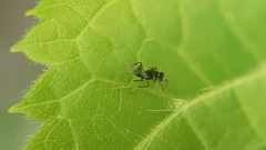 Isodromus