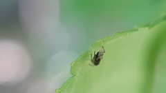 Isodromus