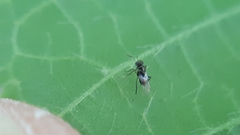 Isodromus