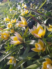 Tulipa urumiensis