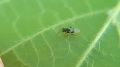 Isodromus