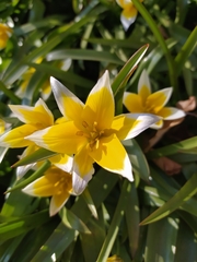Tulipa urumiensis