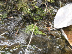 Scapania undulata