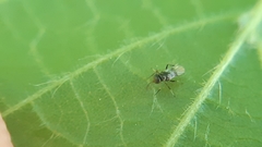 Isodromus