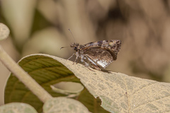 Gorgythion begga begga