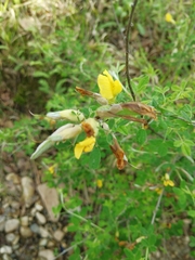 Chamaecytisus