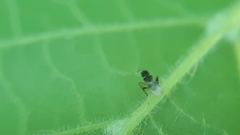Isodromus