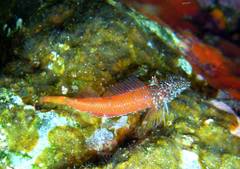 Tripterygion melanurus