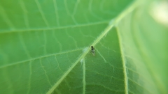 Isodromus