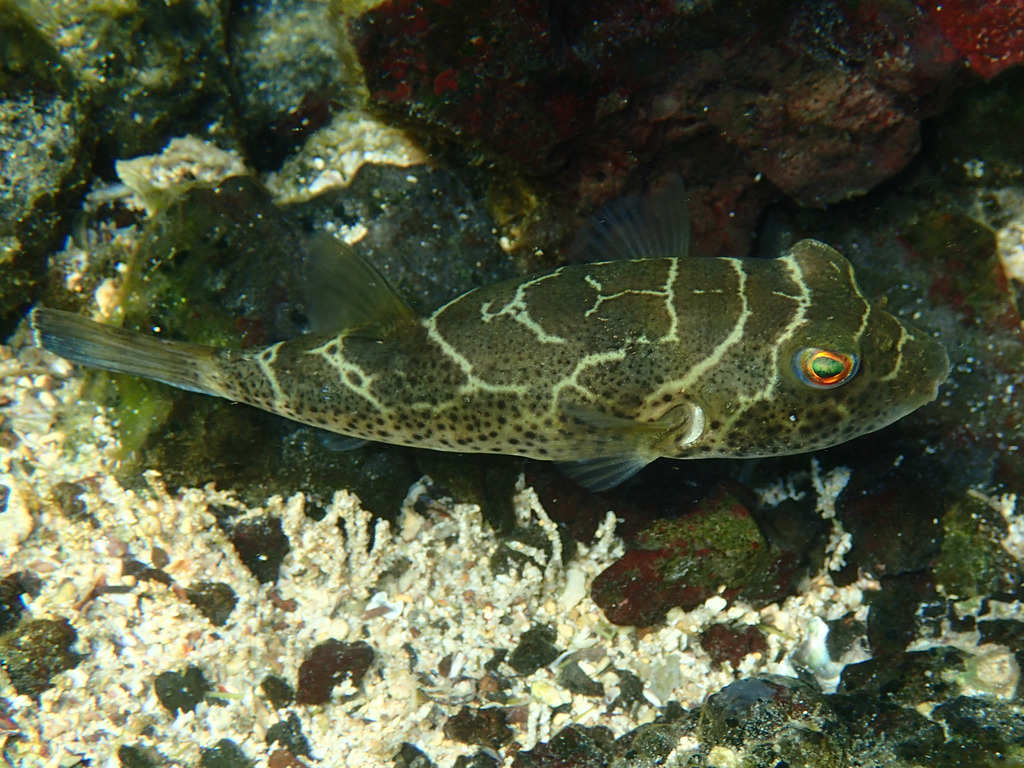 Bullseye Puffer