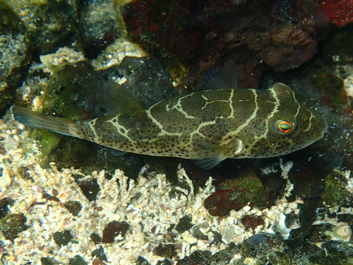 Bullseye Puffer