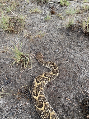 Puff Adder