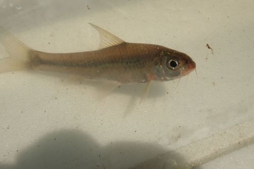Onestripe barb (Enteromius unitaeniatus) — Cyprinidae — 4