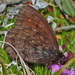 Erebia rossii - Photo (c) Paul Prappas, algunos derechos reservados (CC BY-NC), subido por Paul Prappas