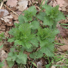 Urtica dioica