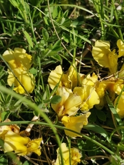 Chamaecytisus hirsutus, photograph Ljaž, CC BY, iNaturalist via GBIF