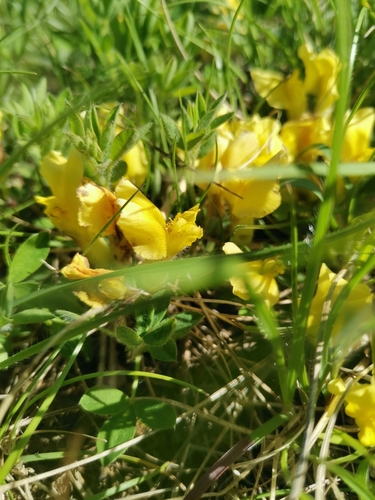Chamaecytisus hirsutus, photograph 4